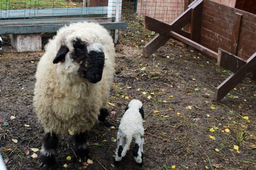 Photo of a mother sheep and a lamb in the fresh air. Zoo. Sheep breeding.