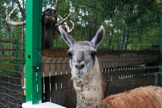 Photo of a llama and a deer in the zoo. Aviary .Wild animals.
