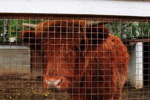 Photo of a brown buffalo in a cage, behind bars. Zoo. Keeping animals.