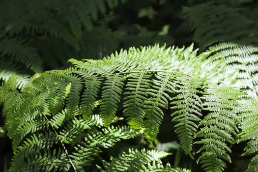 Green fern at the bottom of a mysterious deciduous forest