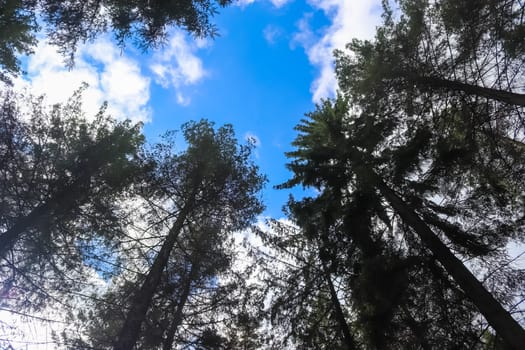 Beautiful view into a green forest with sunlight casting deep shadow.