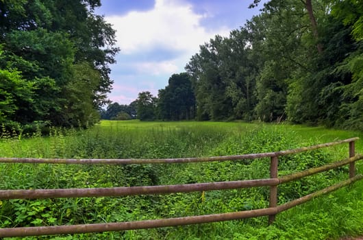 Beautiful view into a green forest with sunlight casting deep shadow.