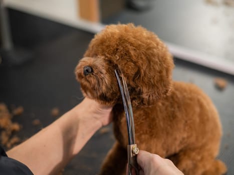 Woman trimming toy poodle with scissors in grooming salon