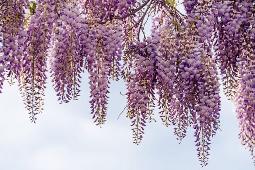 Blooming Wisteria Sinensis with classic purple flowers in full bloom in drooping racemes against the sky. Garden with wisteria in spring