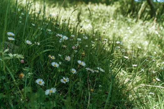 field of spring daisy flowers, natural background.