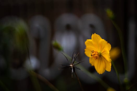 Close Up Of A Yellow Flower On A Dark  Background.