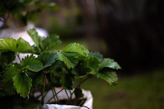 Strawberry trees are grown in white plastic bags, in the garden.