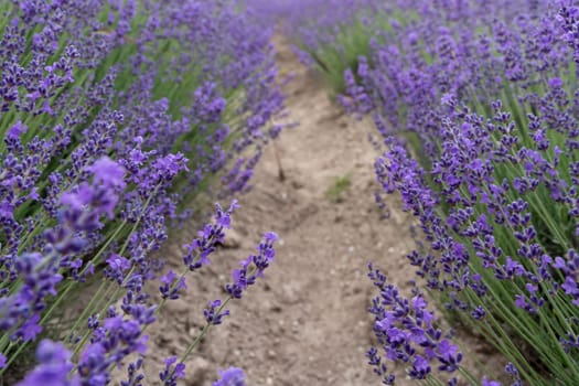 Lavender flower field, Blooming purple fragrant lavender flowers. Growing lavender swaying in the wind, harvesting, perfume ingredient, aromatherapy.