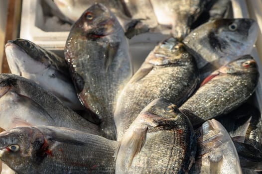 fresh dorado on ice at a local market in the Mediterranean 6