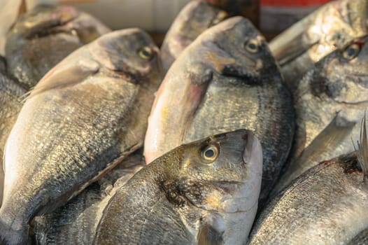 fresh dorado on ice at a local market in the Mediterranean 4