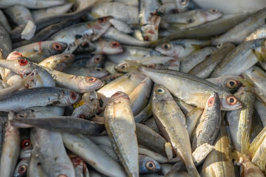 fresh local small fish on ice at a local market in the mediterranean