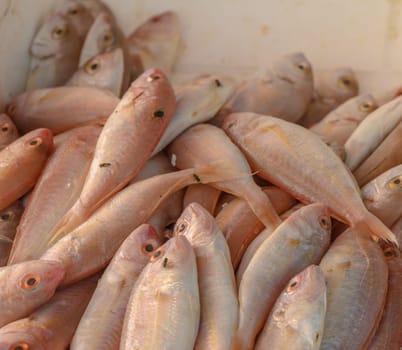 fresh red snapper on ice at a local market in the Mediterranean