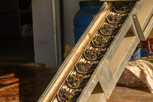 olives are transported from a bunker to an olive oil pressing plant 2