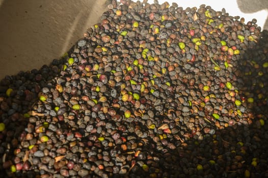 farmers pour olives into a bin at an olive oil pressing plant