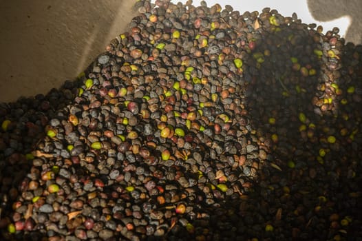 olives in a bin at an olive oil pressing plant