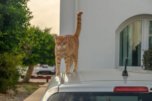 red cat on the roof of a white car 1