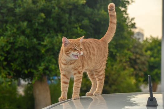 red cat on the roof of a white car 3