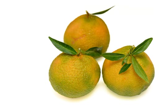 delicious fresh green-orange tangerines on a white background 6