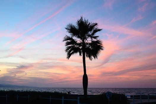 palm tree against sunset background
