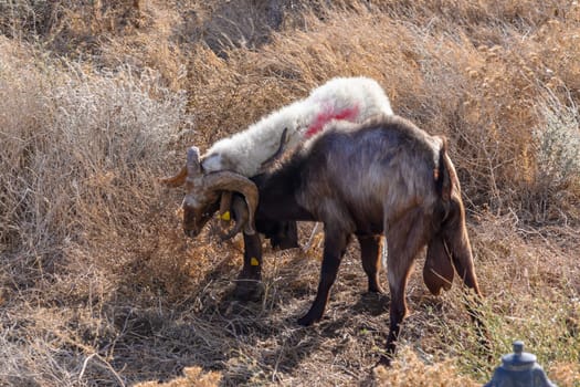 Domestic sheep graze in Cyprus 4