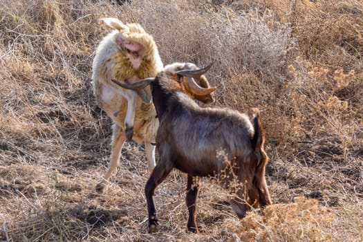 Domestic sheep graze in Cyprus 5