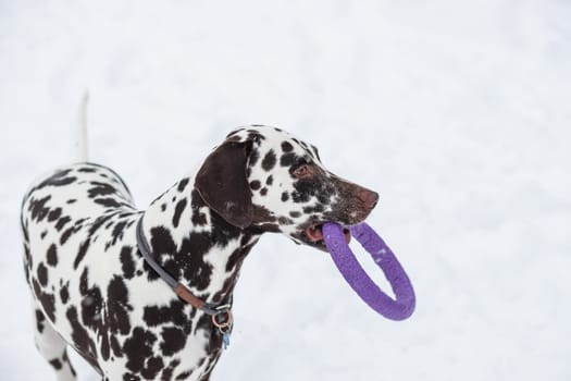 Dog holding toy and looking up inviting to play. Winter fun with pet