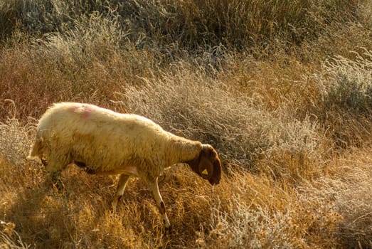 Domestic sheep graze in Cyprus 6