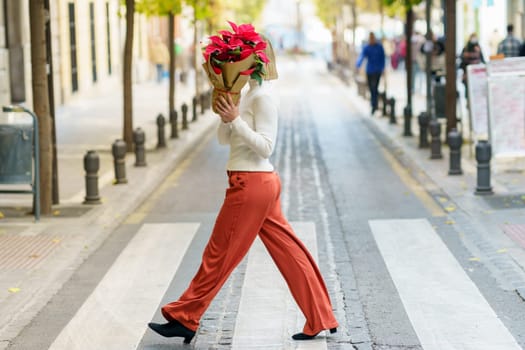 Full body side view of unrecognizable female covering face with potted red poinsettia flower wrapped in paper while crossing street