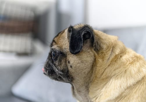 old pug sitting on the sofa