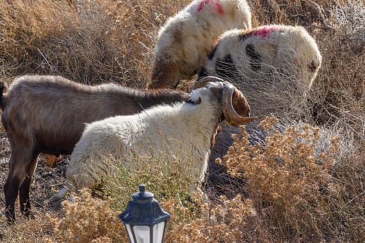 Domestic sheep graze in Cyprus