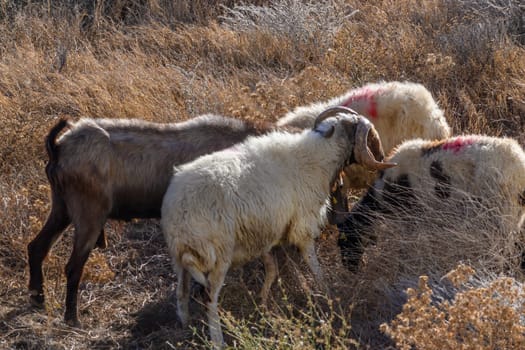 Domestic sheep graze in Cyprus 1