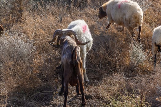 Domestic sheep graze in Cyprus 2