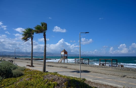 palm trees on the Mediterranean beach on a sunny day