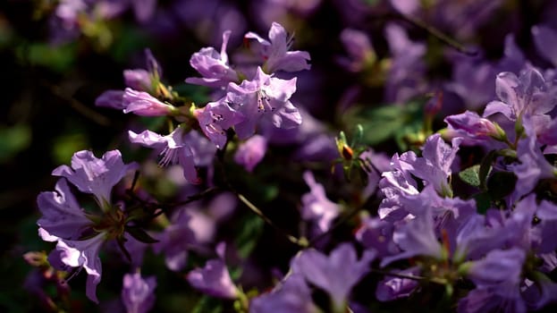 Beautiful violet flowers bush in sunlight background