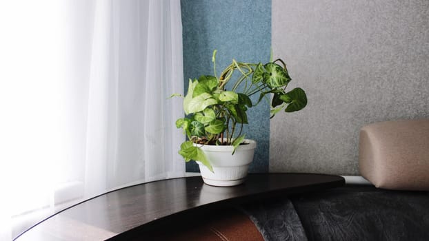 A pot with a houseplant as part of the interior decor. High quality photo
