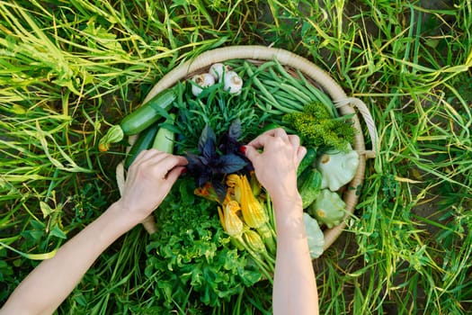 Top view hands picking vegetable green basket, summer harvest, background nature grass in sunlight. Ingredients zucchini cucumbers lettuce leaves garlic squash arugula basil, farmers market