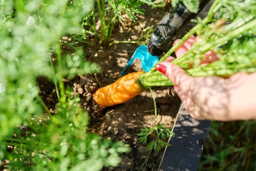 Close-up of carrot in the hands of a female farmer, a farmer's market, agriculture, farming, gardening. Natural, bio, harvest, organic vegetables, agriculture, vegetarianism, healthy food concept