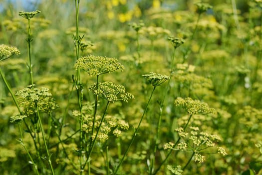 Close up of parsley plant with branches with seeds, summer nature background. Agriculture, farmers market, organic food