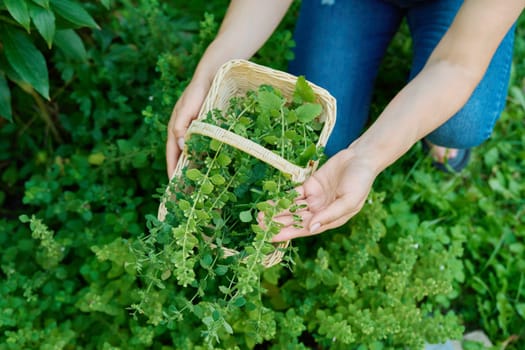 Hands with harvest aromatic fresh Lemon balm mint Melissa officinalis herbs in basket. Agriculture, farmers market, aromatic herbs, organic food