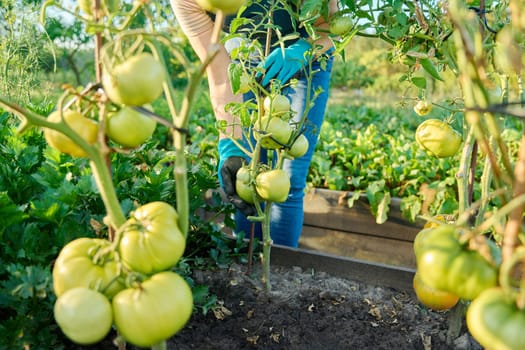 Green ripening tomatoes on bushes in garden bed, hands of woman farmer with tomatoes. Agriculture, farmers market, organic vegetables