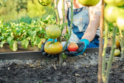 Green ripening tomatoes on bushes in garden bed, hands of woman farmer with tomatoes. Agriculture, farmers market, organic vegetables