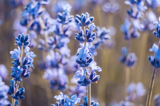 Lavender flower blooming scented fields in endless rows. Selective focus on Bushes of lavender purple aromatic flowers at lavender field. Abstract blur for background.