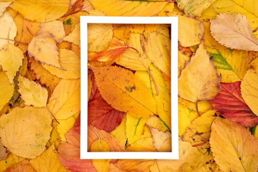 Hollow white vertical frame lies in the center of yellow autumn leaves. High quality photo