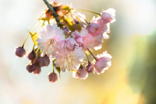 Beautiful nature scene with blooming sakura tree and sun flare. Sunny day, cherry blossoms