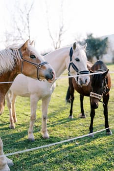 Horses stand on a green pasture peeking out from behind a rope fence. High quality photo