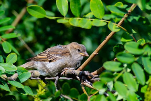 A sparrow bird on a tree branch with green leaves. Passer domesticus. A species of the sparrow genus Passer. Birds in the wild. Background image. Beauty in nature.