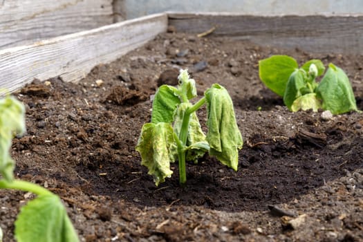 Spoiled cucumber, dry season. Ecological threat in agriculture. Spoiled food. Selective focus