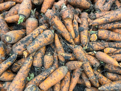 Carrots on showcase of grocery or market, raw vegetables in supermarket, close up