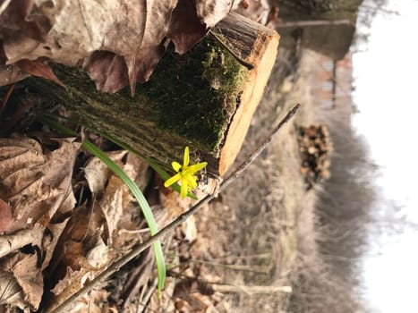 the first yellow flower of the primrose bloomed near the stump in the spring. High quality photo