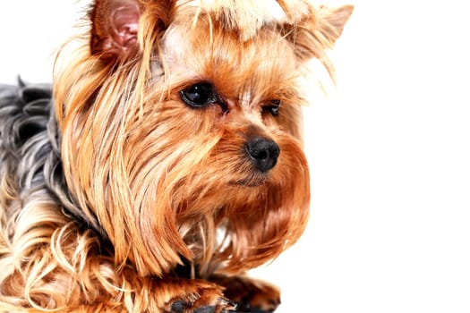 Closeup portrait of funny little yorkshire terrier